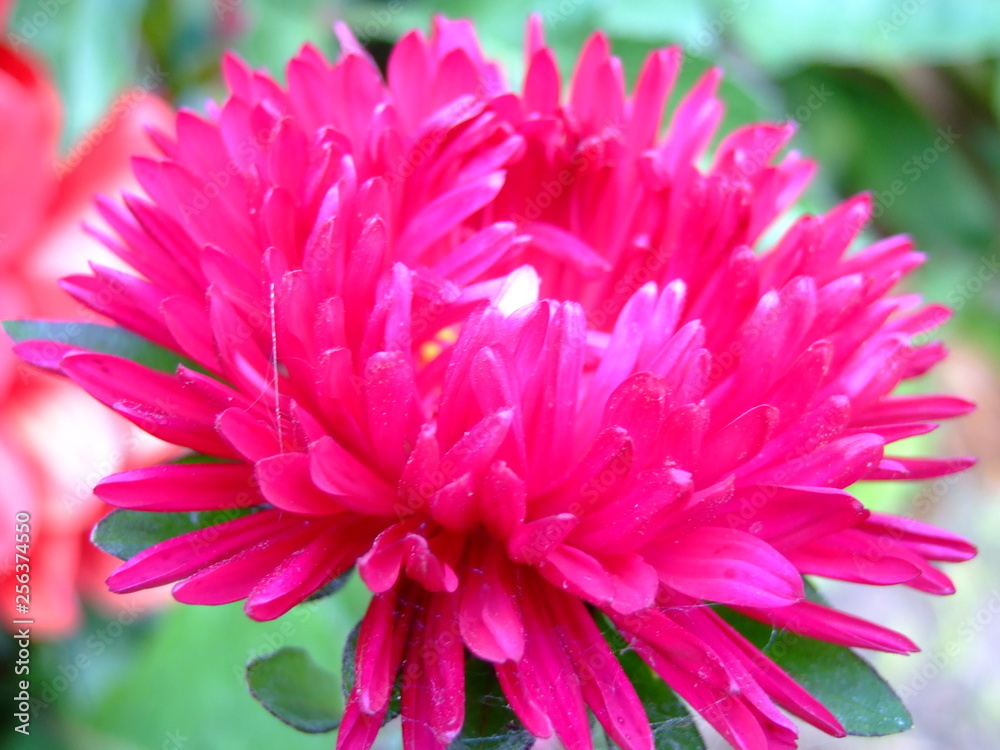 Beautiful Aster blooms. Scarlet bright flowers with pointed petals.