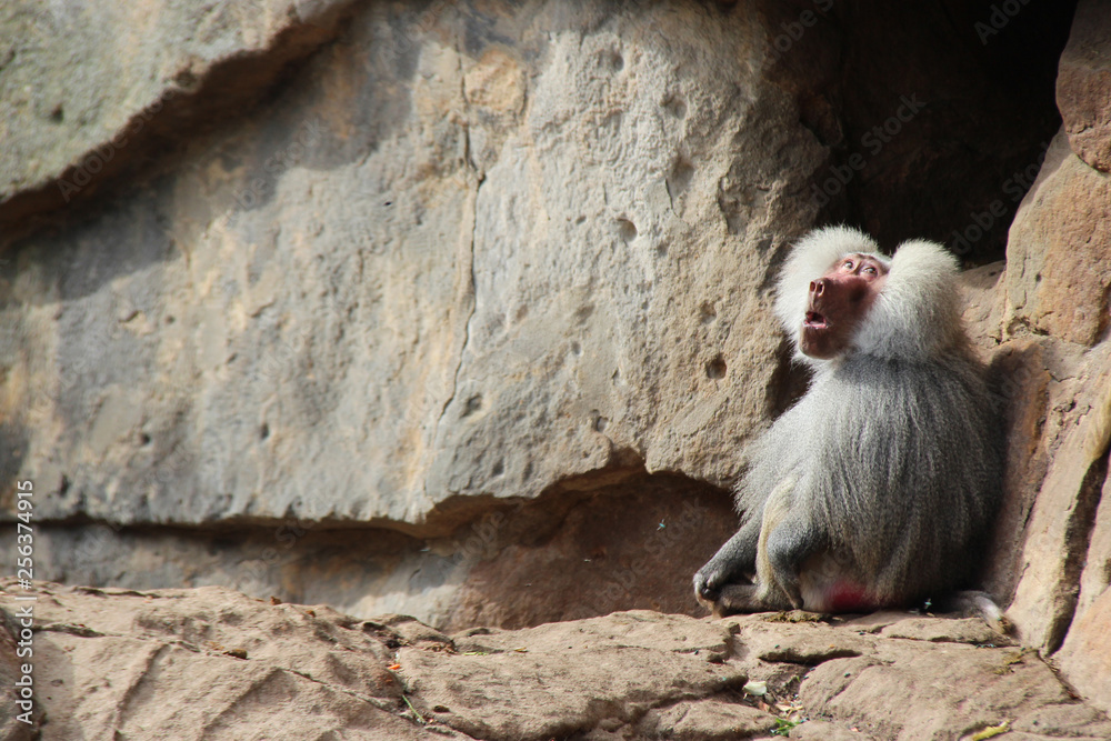 Obraz premium Hamadryas baboon 