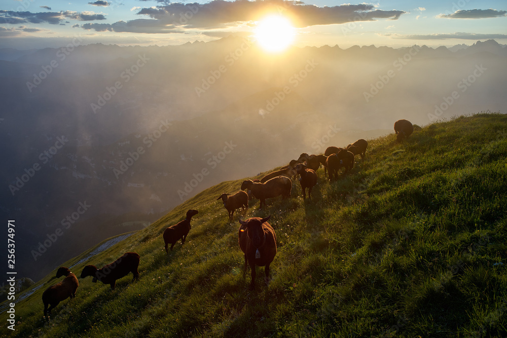 Sheeps flock on Pavione Mountain at sunset, Primiero, Trentino, Italy 
