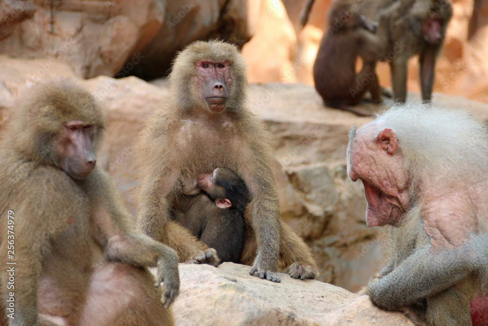 Hamadryas baboon 