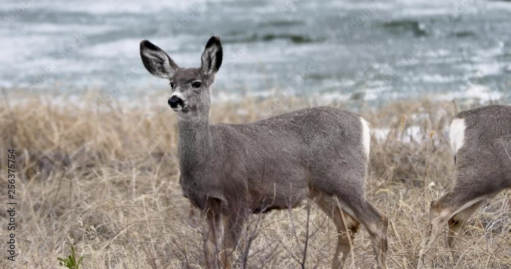 Mule deer at a lake in Jasper Nationalpark / Canada. Wildlife of the Canadian Rocky Mountains. Mule deer at a lake in Jasper Nationalpark / Canada. Wildlife of the Canadian Rocky Mountains.