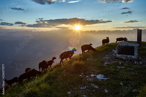 Sheeps flock on Pavione Mountain at sunset  Primiero  Trentino  Italy 