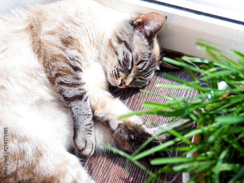 Beige cat sleeping at the sun spot photo