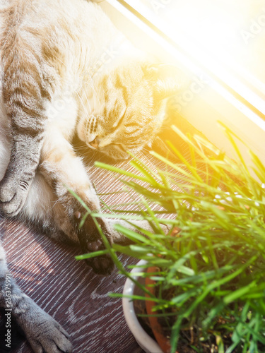 Beige cat sleeping at the sun spot photo