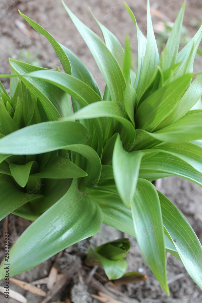 Obraz premium green leaves of crocuses in spring in the park