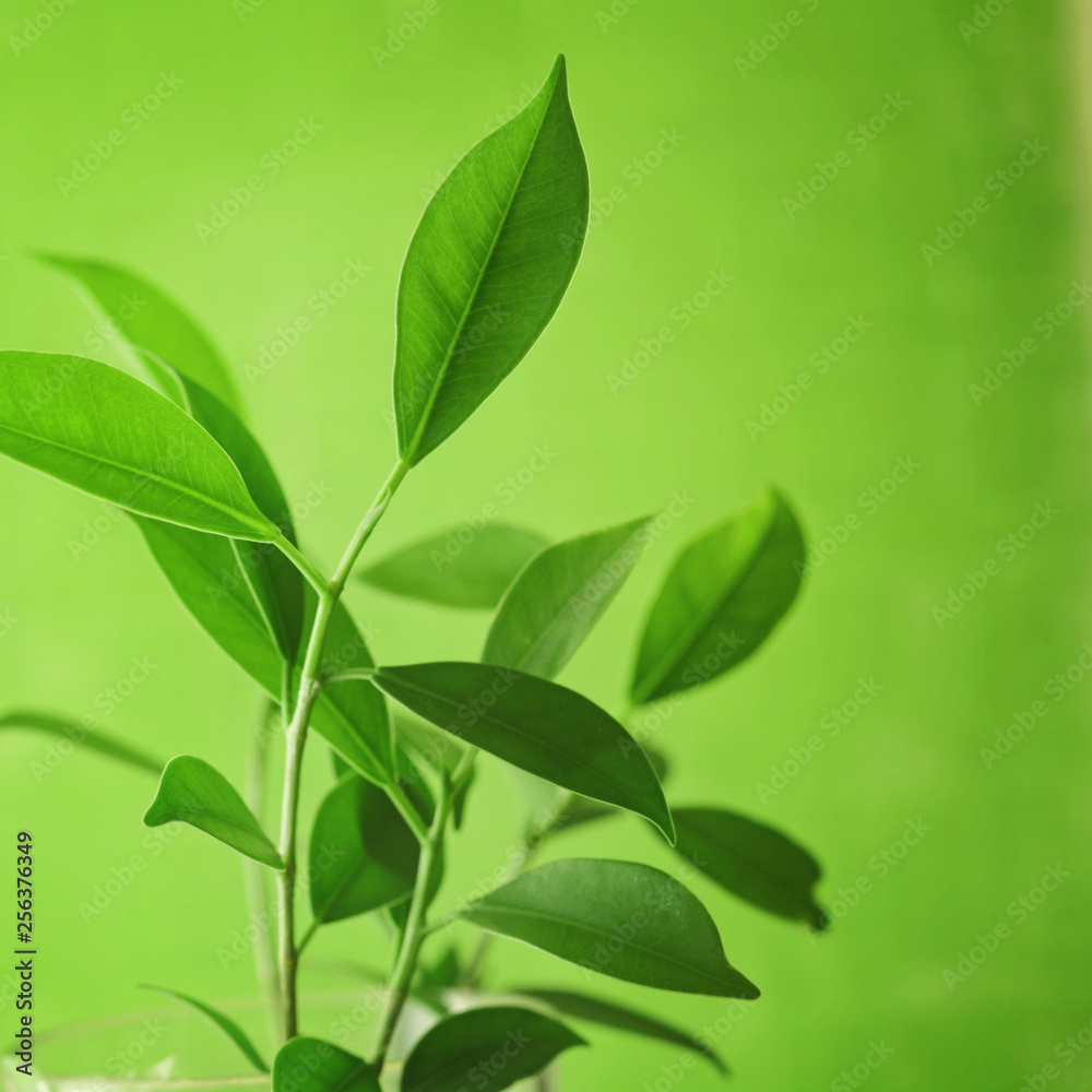 Obraz premium tea leaves branch