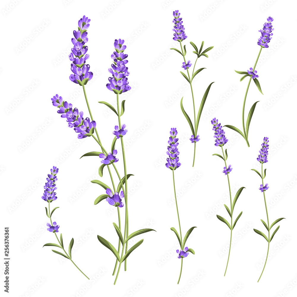 Naklejka premium Provence flowers collection. Set of lavender flowers elements. Violet flowers kit. Fashion summer print bundle. Elements for invitation card and your template design. Vector illustration.