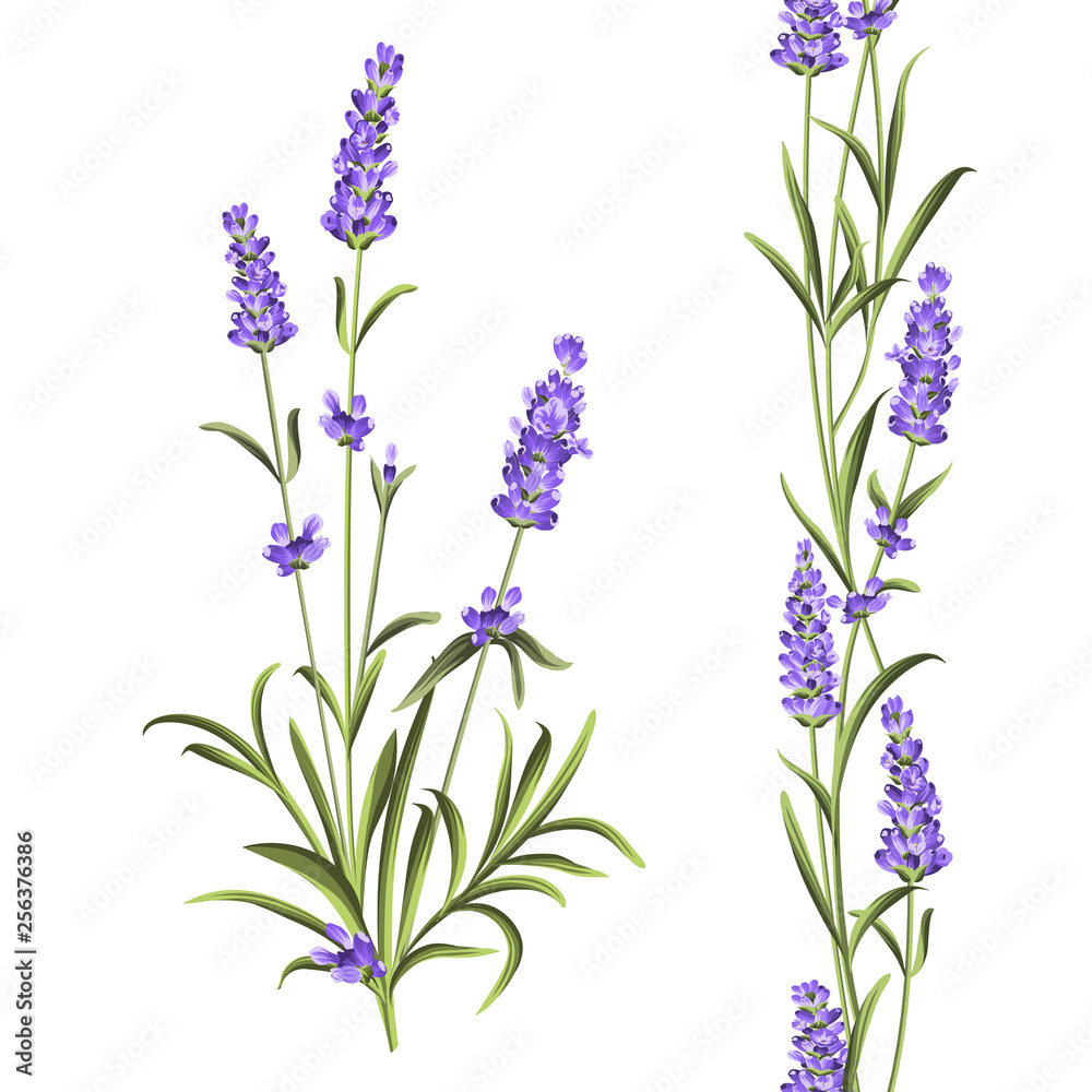 Naklejka premium Provence flowers collection. Set of lavender flowers elements. Violet flowers kit. Fashion summer print bundle. Elements for invitation card and your template design. Vector illustration.