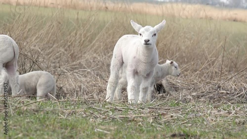 herd of sheep, lambs on meadow
