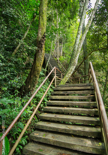 Forest trekking stair 