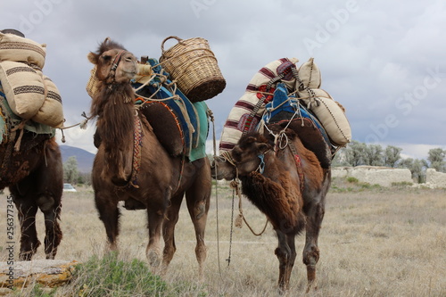 Camels carrying load