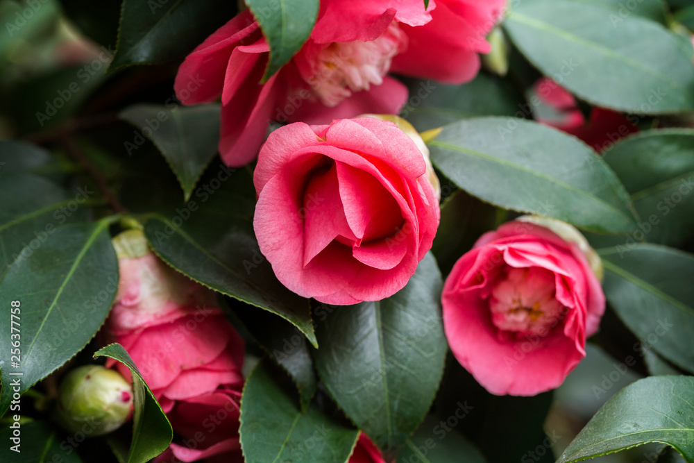 Close-up of a beautiful blooming pink Camellia japonica (also known as common camellia or Japanese camellia) 'Beaute de Nantes', a flowering tree or shrub. Close-up of a beautiful blooming pink Camellia japonica (also known as common camellia or Japanese camellia) 'Beaute de Nantes', a flowering tree or shrub.