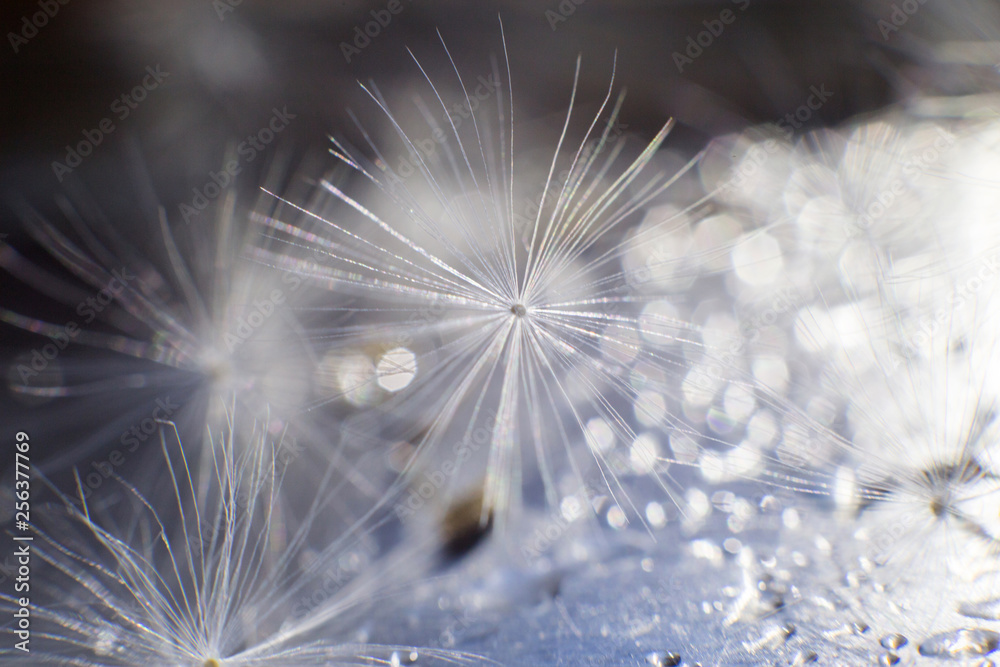 Naklejka premium dandelion seeds with drops of water on a blue background close-up