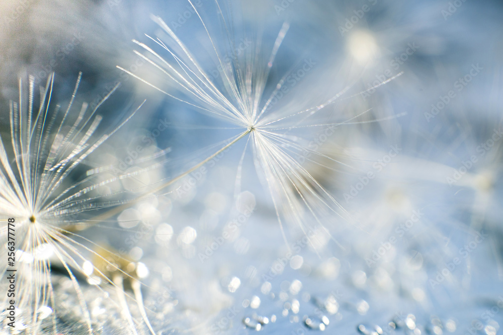 Naklejka premium a drop of water on a dandelion. dandelion on a blue background with copy space close-up