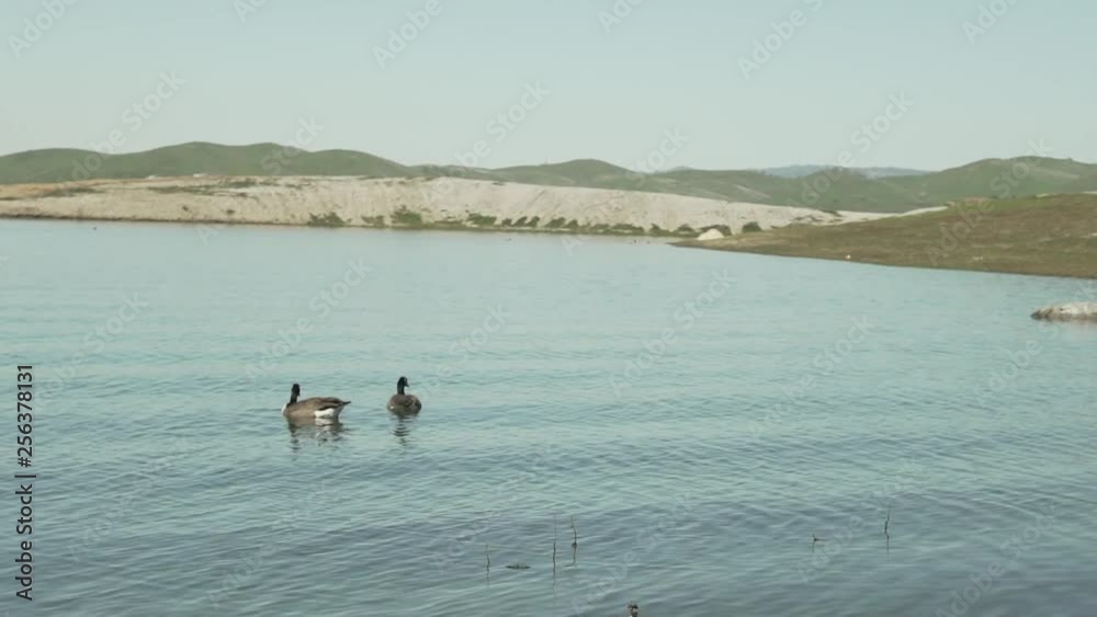 4K Bird Family on Lake 2 4K Bird Family on Lake 2