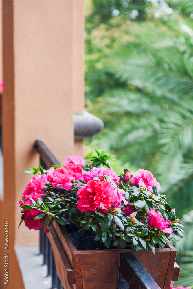 Street decoration with plants and flower,Potted flowers of pink azalea on the wooden  balustrade with green palm trees background .