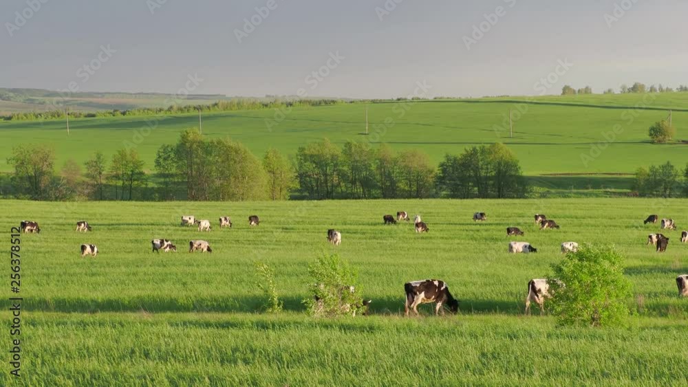 Herd of cows grazing at summer green field. 4K Herd of cows grazing at summer green field. 4K