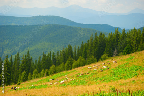 Sheeps herd grazing on meadow