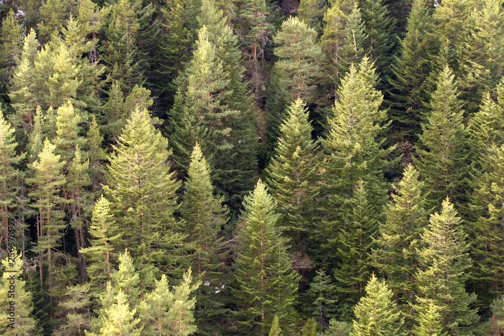 pine tree forest background pine tree forest background