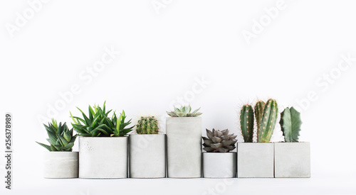 Succulents and cactus in a concrete pots on a white bedside table photo