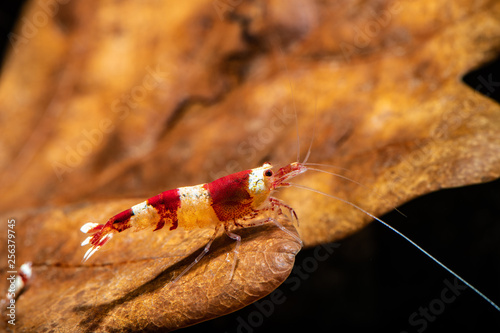 Crystal red shrimp bee on oak leaf aquarium pets