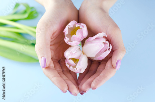 Female hands with purple manicure hold tulips.