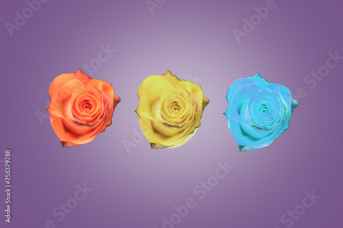 Three roses on purple background.