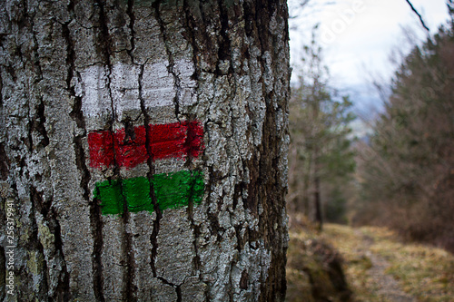 White, red and green marks in a tree in Euskadi, mountaineers path