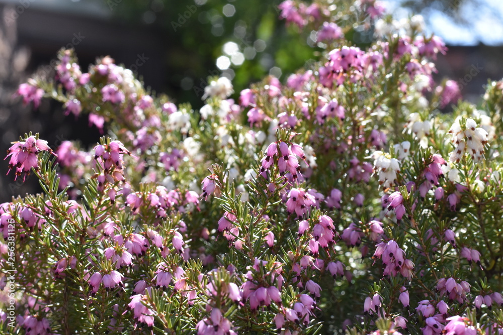 Schneeheide (Erica carnea)