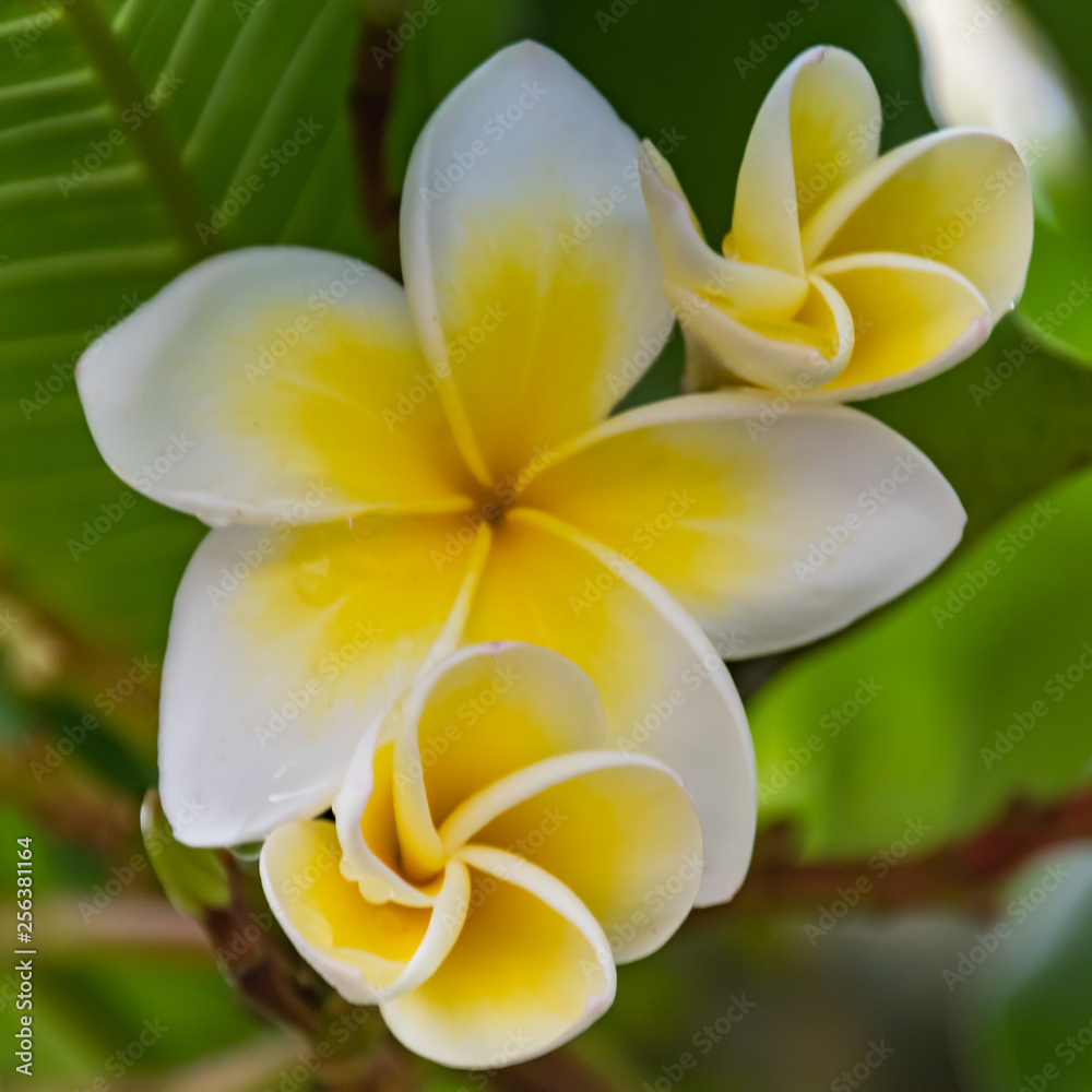 Yellow and White Frangipani Flowers Yellow and White Frangipani Flowers