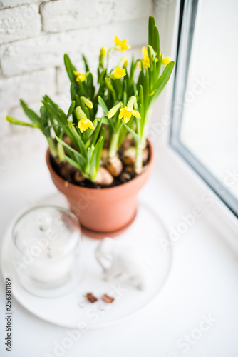 Fresh natural yellow daffodils in ceramic pot on white table
