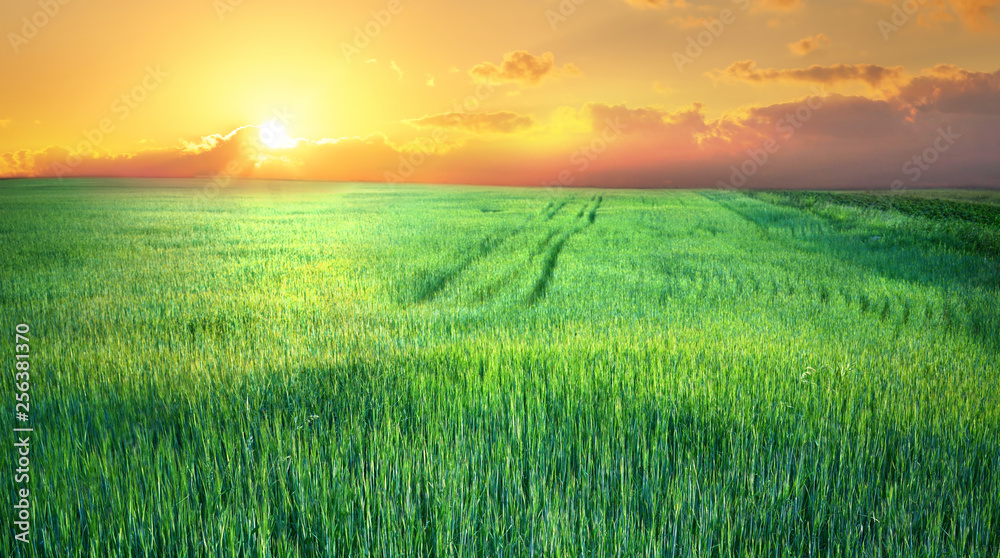 Young green shoots of cereal at sunset. Beautiful spring landscape, agricultural field panoramic view. Cereal sprouts in nature.