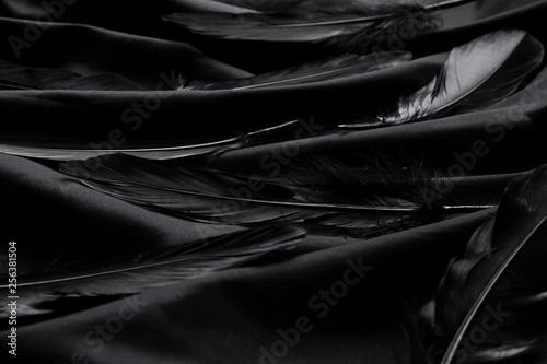 Fototapeta Naklejka Na Ścianę i Meble -  Elegant black feathers on a silky black background