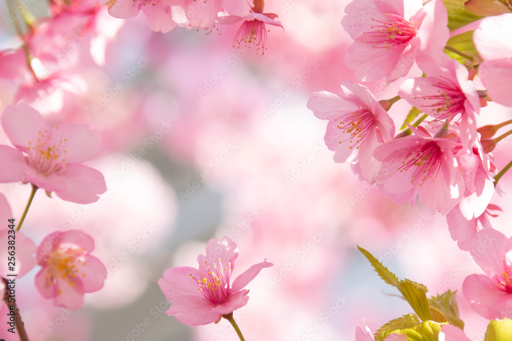 河津桜の満開のクローズアップ