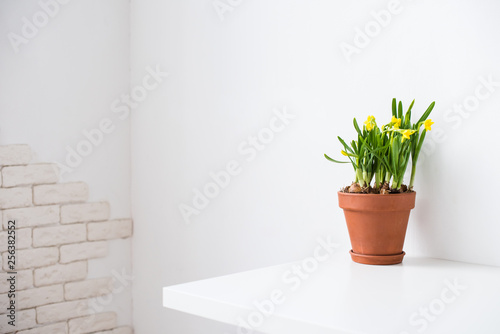 Fresh natural yellow daffodils in ceramic pot on white table near empty wall