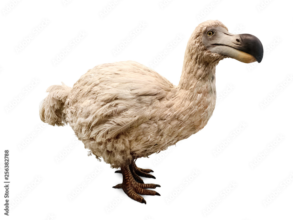 Dodo isolated on white. Stuffed dodo bird, an extinct flightless bird from  Mauritius, east of Madagascar in the Indian Ocean. Stock Photo | Adobe Stock