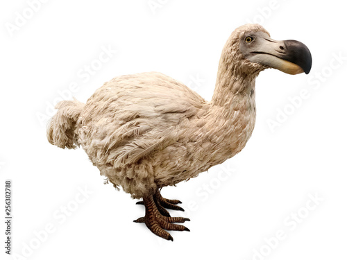 Dodo isolated on white. Stuffed dodo bird, an extinct flightless bird from Mauritius, east of Madagascar in the Indian Ocean.
