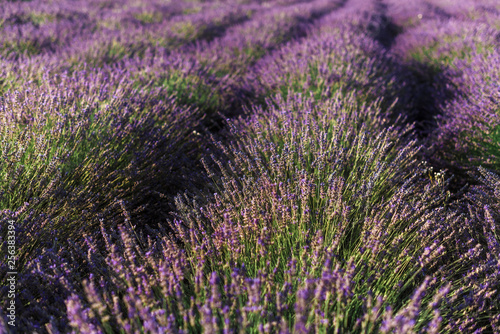 Blooming lavender field with purple flower bushes in Vojvodina  Serbia. Summer floral landscape  bloomfield row with violet herbs. Blossoming meadow with french lavender flower bush closeup.