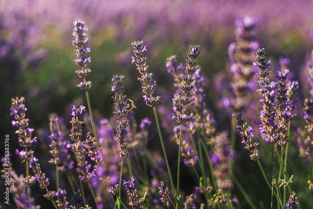 Obraz premium Blooming lavender purple field with feeding honeybee in Vojvodina, Serbia. Summer floral landscape, bloomfield with violet herbs. Blossoming meadow with french lavender flower bush closeup.