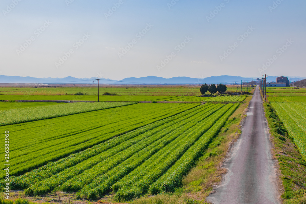 麦畑と道路　Wheat field＆road　佐賀平野　佐賀県