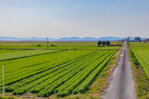                   Wheat field   road                           