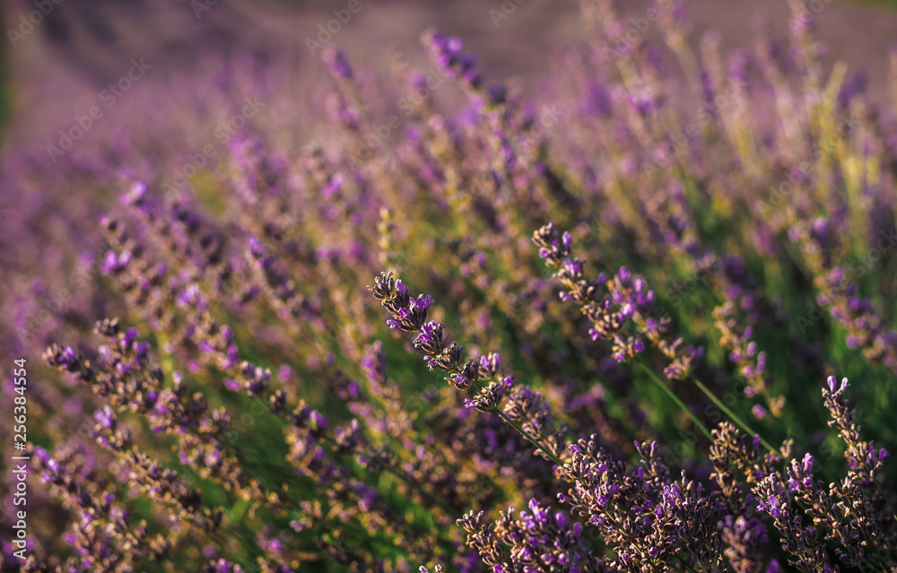 Obraz premium Blooming lavender field with purple flower bushes in Serbia. Summer floral landscape, bloomfield with violet herbs. Blossoming meadow with french lavender flower bush closeup.