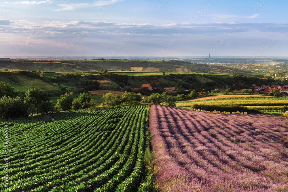 Lavender and green bean fields in Vojvodina, Serbia. Summer rural landscape with bloomfield and rows of legumes plants. Blossoming french lavender meadow, blooming purple flowers in evening light.
