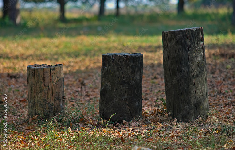 Three different size tree trunks in an autumn park Three different size tree trunks in an autumn park