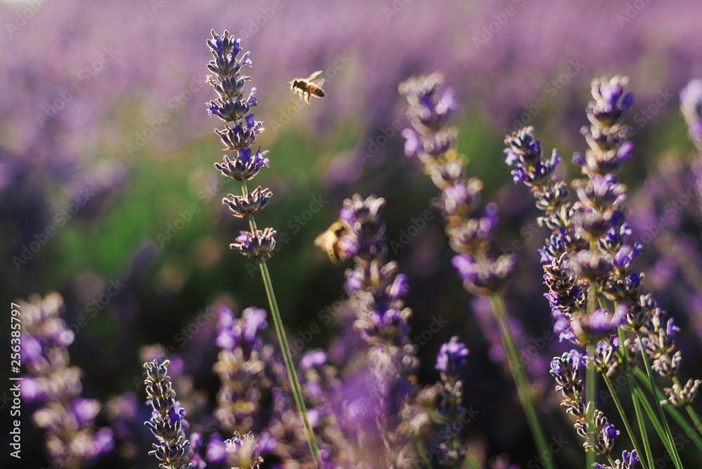 Obraz premium Blooming lavender purple field with flying honeybees in Vojvodina, Serbia. Summer floral landscape, bloomfield with violet herbs. Blossoming meadow with french lavender flower bush and bees closeup.