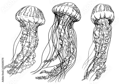 Set of jellyfishes. Hand drawn vector illustration. Isolated elements for design.