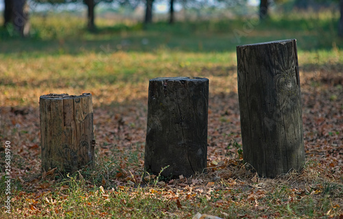 Three different size tree trunks in an autumn park