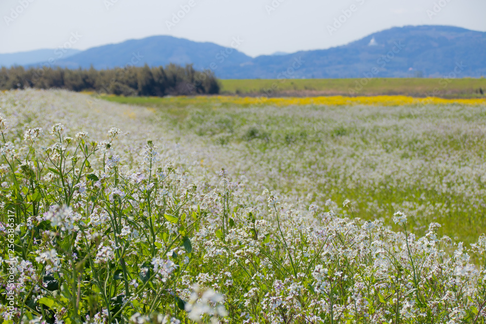 白い菜の花 White Canola Flower 嘉瀬川 佐賀県 Stock 写真 Adobe Stock