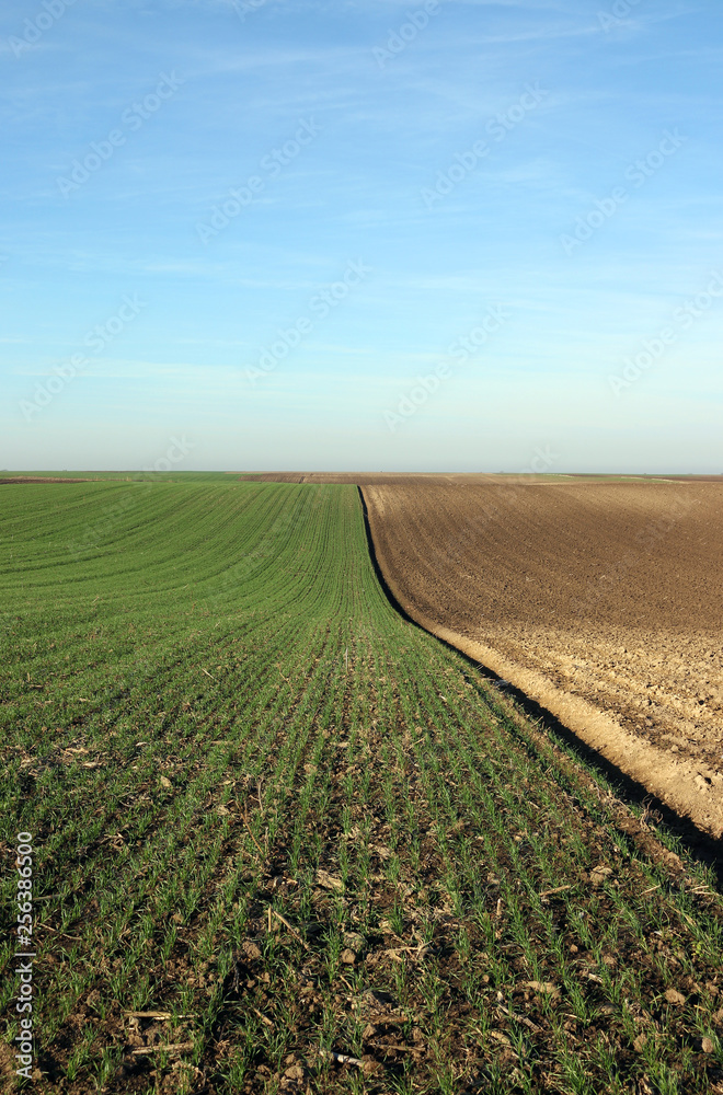 young green wheat and plowed field in spring agriculture young green wheat and plowed field in spring agriculture