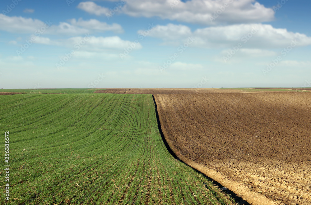 young green wheat and plowed field in spring landscape